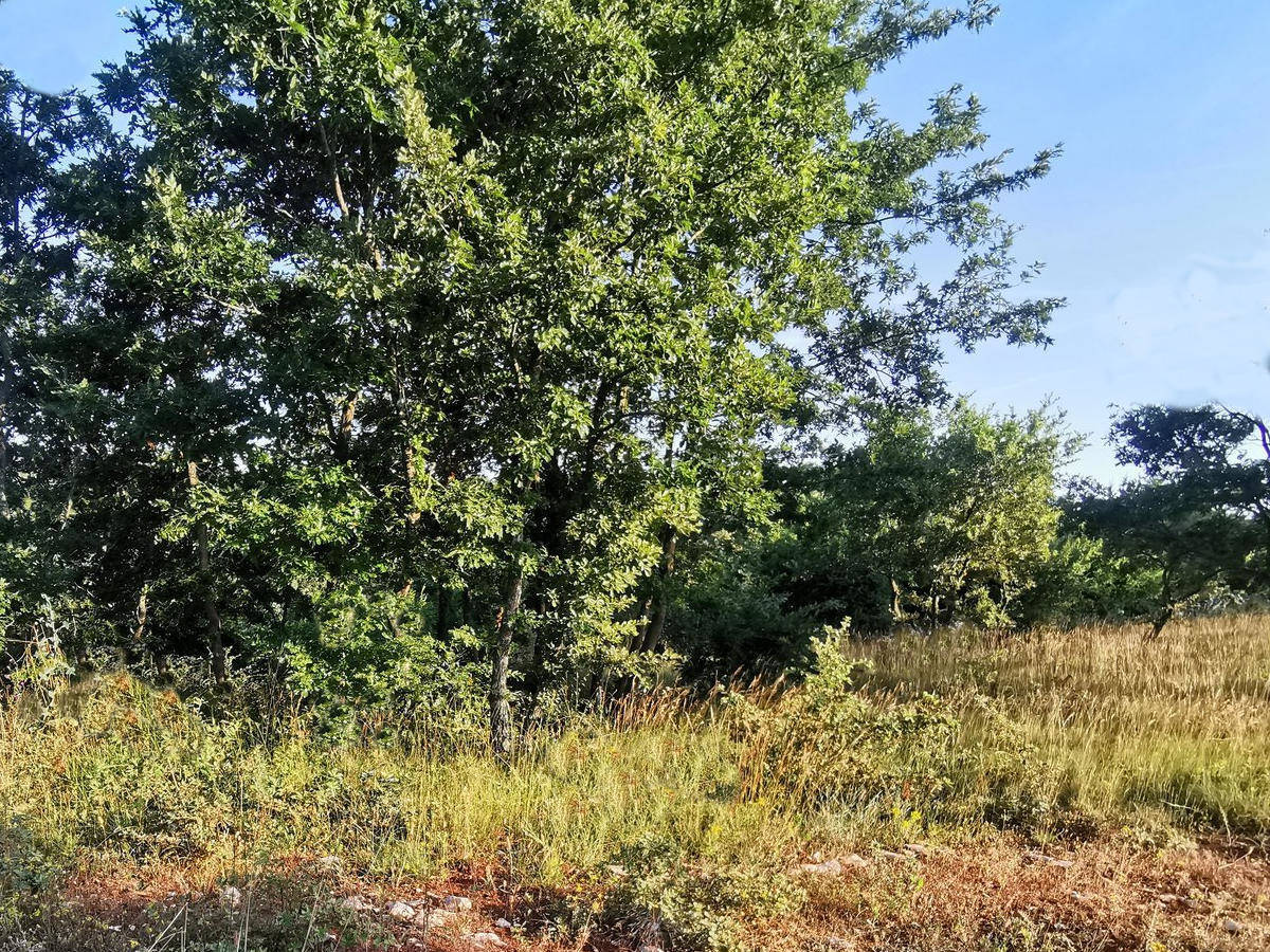 Istra Svetvinčenat poljoprivredno zemljište 19,167 m2 - Foto 3