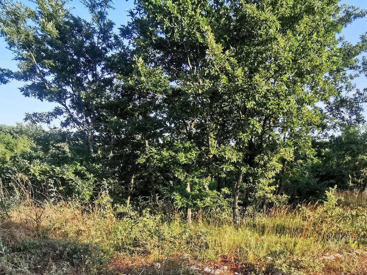 Istra Svetvinčenat poljoprivredno zemljište 9,045 m2 - Foto 2