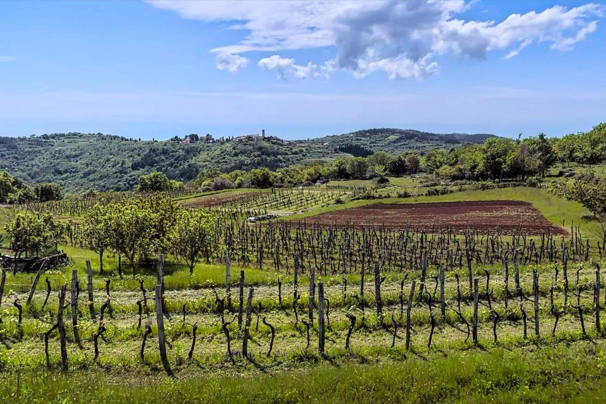 Oprtalj Kamena kuća s potencijalom i pogledom - Foto 7