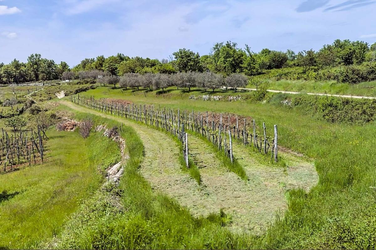 Oprtalj Kamena kuća s potencijalom i pogledom - Foto 8